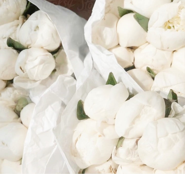 Snow White Peonies