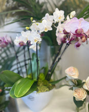 Load image into Gallery viewer, Kim K Orchid Bowl
